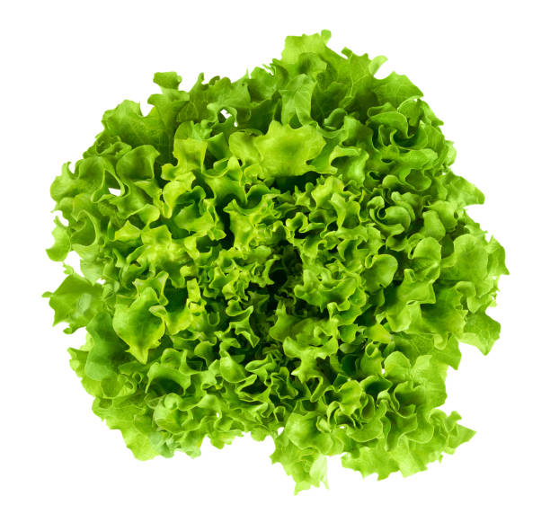 Crispy salad