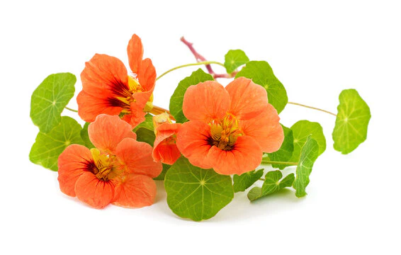 Garden nasturtium