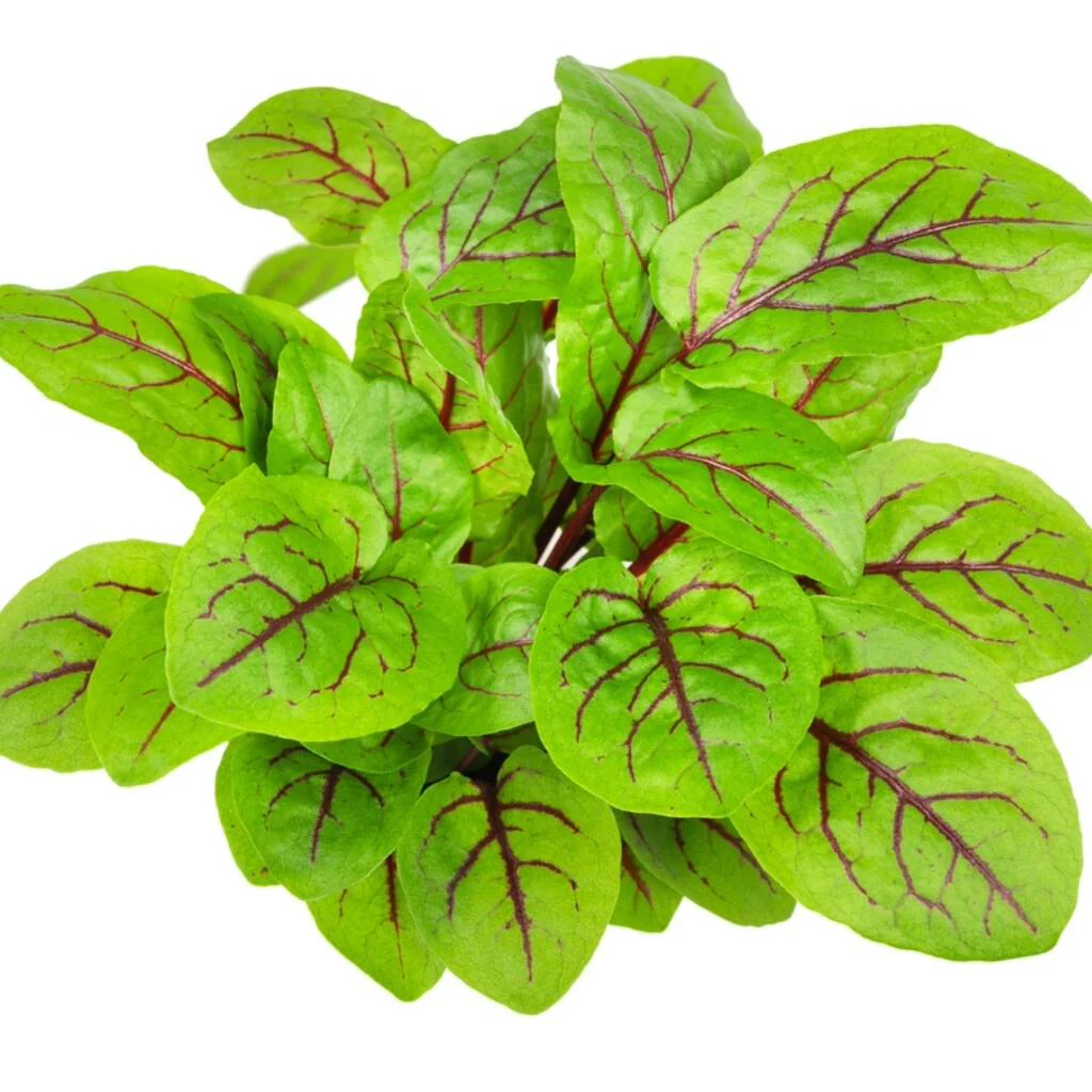 Red sorrel