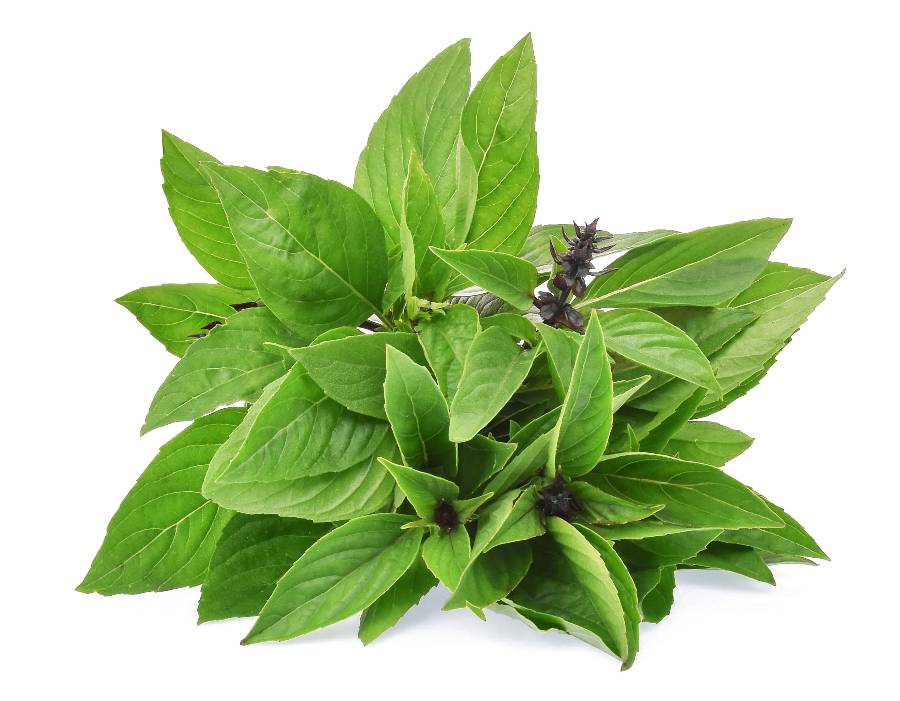 Thai Basil