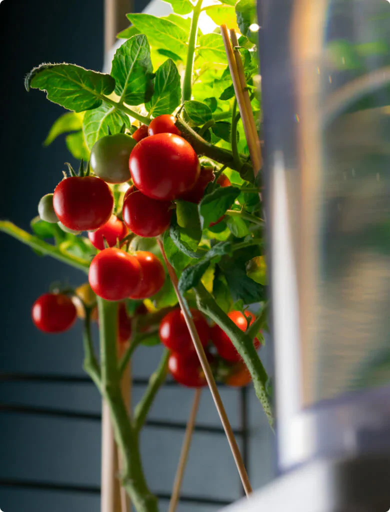 Tomato Veranda - Image 4