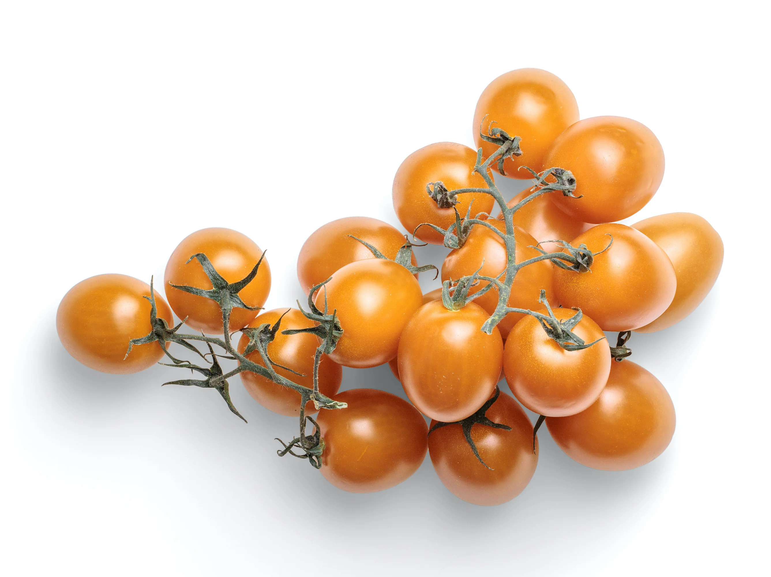 Tomato Twiggy Orange